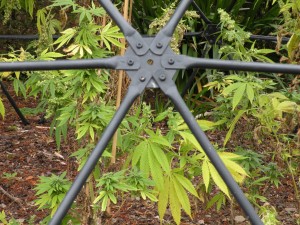 Marijuana caged